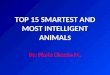 Top 15 smartest and most intelligent animals