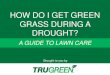 How Do I Get Green Grass During a Drought? | A Guide to Lawn Care