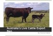 Australia Live Cattle Export Ban