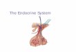 Microsoft PowerPoint - endocrine system 2009