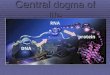 Central dogma of life