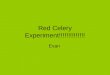 Red celery experiment!!!!!!!!!!!!!!