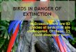 Birds in danger of extinction