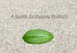 A guide to buying Kratom