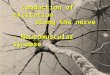 Conduction along nerve synapse 2013