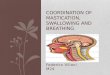 Coordination of mastication, swallowing and breathing
