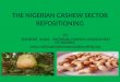 The nigerian cashew sector repositioning