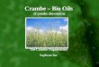 Presentation - Crambe - Bio Oil - Quatro