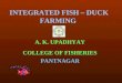 NEW DUCK FISH FARMING