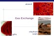 AP Bio Gas Exchange/respiratory system (KFogler)