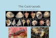 The gastropods old