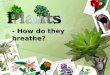 How To Fish N Plants Breathe