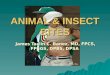 Animal And Insect Bites