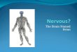Nervous system2