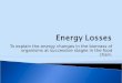 Energy Losses