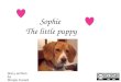 Sophie, the little puppy