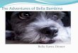 The Adventures of Bella Bambina
