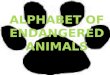 Alphabet of Endangered Animals