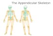 Lecture 8    appendicular skeleton