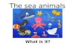 The sea animals