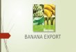 Banana exports from India and procedure