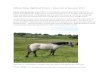 Ellister islay highland ponies sales list