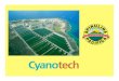 Cyanotech Spirulina