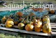 Squash Season 2007