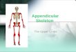 Appendicular Upper Limbs