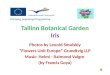 Tallinn botanical garden iris