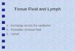 Tissue Fluid And Lymph