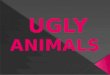 Ugly animals