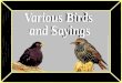 Bird Songs & Sayings