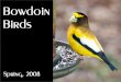 Bowdoin Birds