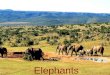 Elephants-Majestic Giants