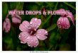 Water Drops & Flowers