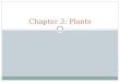 Chapter 3 plants