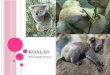 Koalas by elizabeth ponce