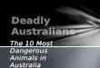 Deadly Australians