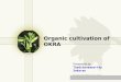 C:\fakepath\Organic cultivation of OKRA