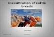 Catlle breeds agb