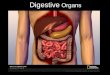 Digestion powerpoint