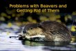 Problems with beavers