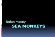 Nolan's Sea Monkeys Report