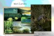 Wetlands:  notes on different wetland types, and organisms' adaptations to surviving there, reasons to save with video links