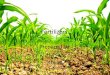 Fertilizers- the Chemistry behind it