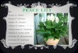 Peace lily (arica palm)