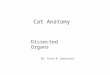 Cat Dissection (Organs)
