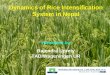 0914 Dynamics of Rice Intensification System in Nepal