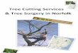 Tree cutting services and tree surgery in norfolk